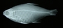 Cheirodon ibicuhiensis 39_6 mmSL FMNH 98573 xray